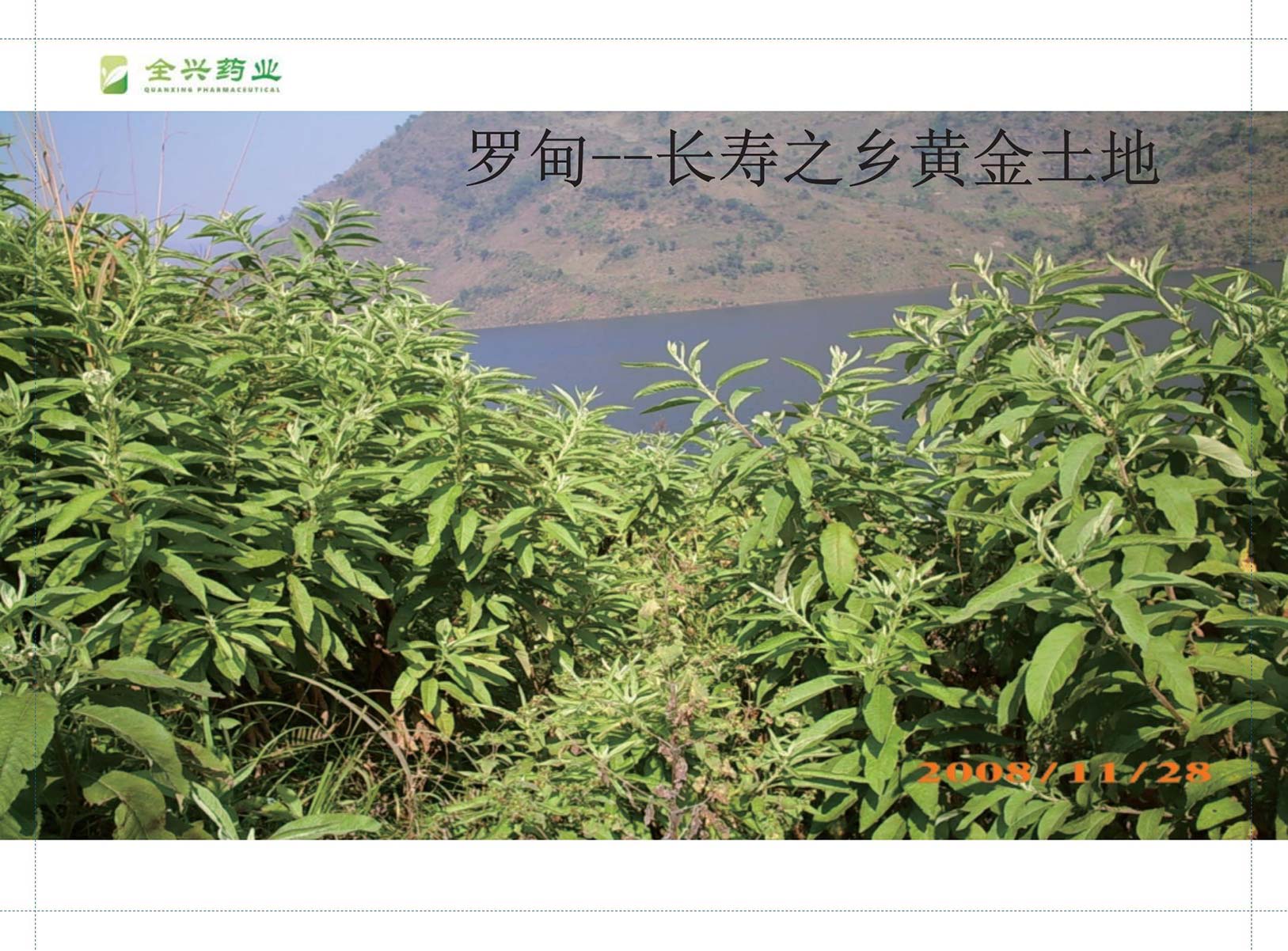 全兴药业艾纳香-2